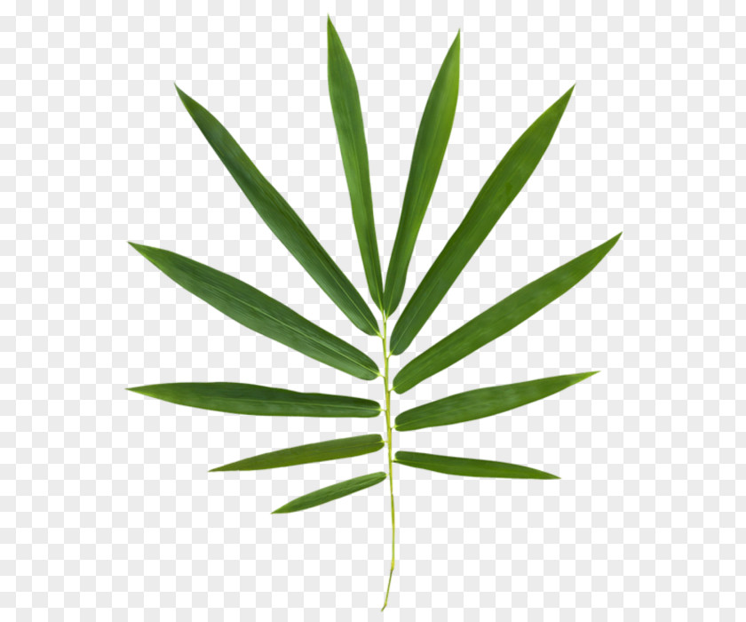 Arecaceae Stock Photography Royalty-free PNG