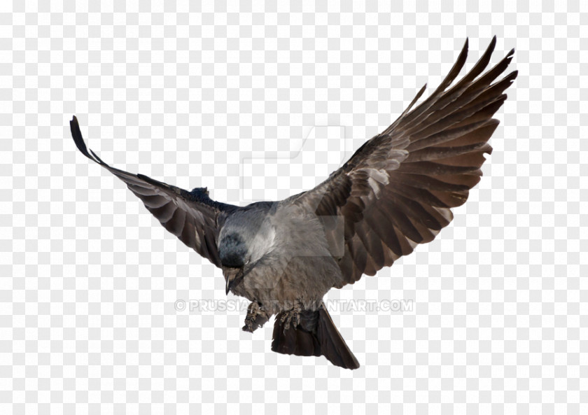 Bird Common Raven Clip Art Bald Eagle PNG