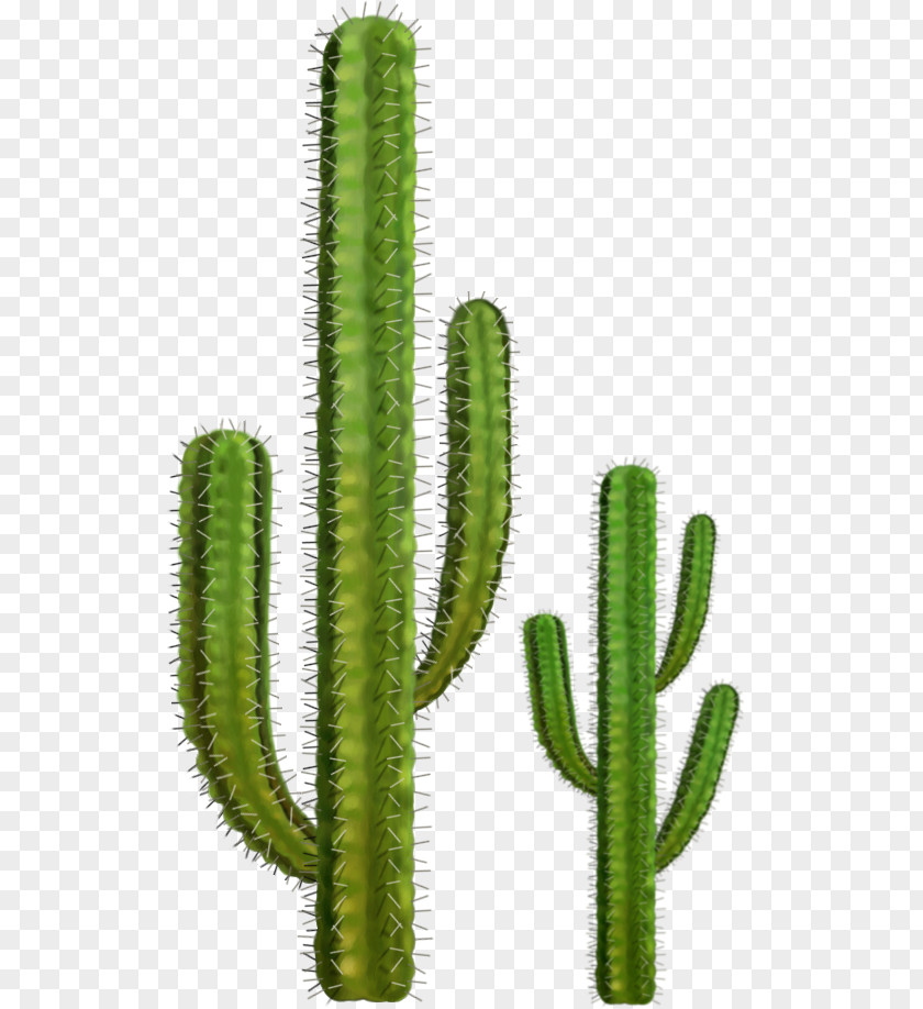 Cactus Image Cactaceae Clip Art PNG