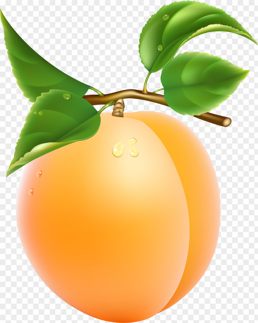 Citrus Fruit Tree PNG