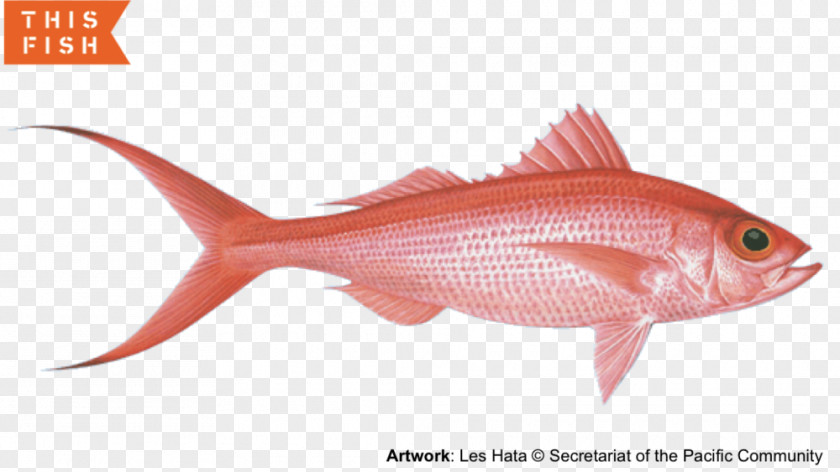 Fishing Northern Red Snapper Hawaii PNG