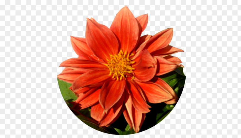 Flower Animation Dahlia PNG