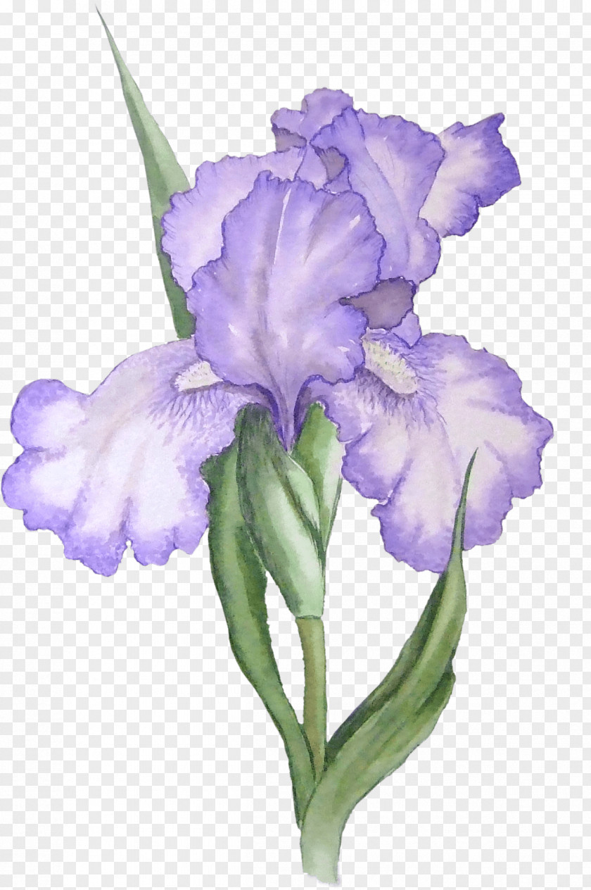 Purple Watercolor Flowers Iris Versicolor Pseudacorus Flower Clip Art PNG