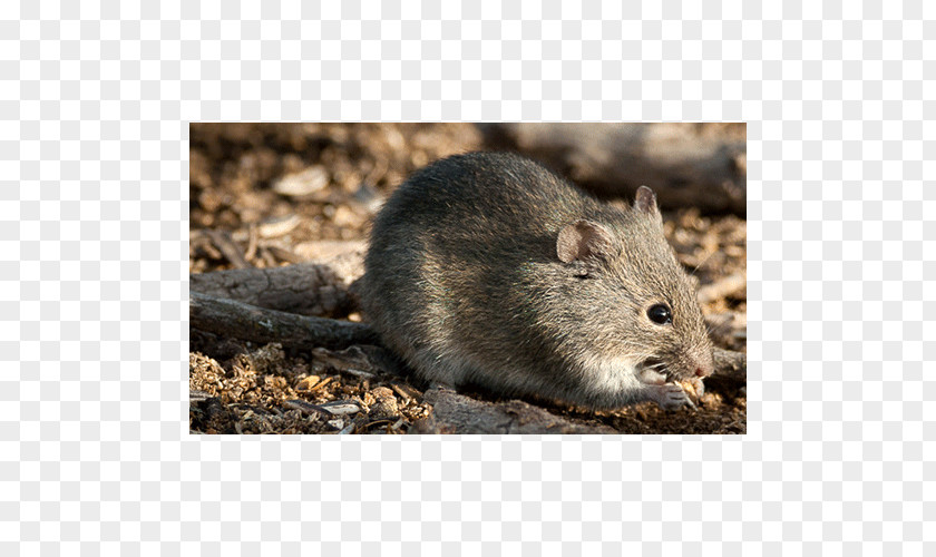 Rat Gerbil Hamster Rodent Mammal PNG