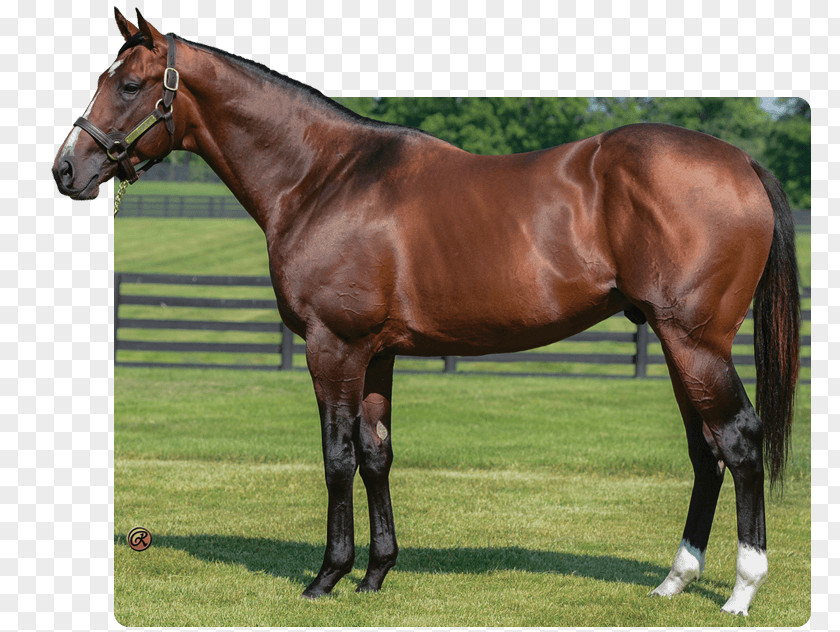 Real Horse Stallion Thoroughbred Three Chimneys Farm Mare Colt PNG