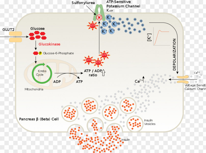 Release Pancreas Insulin Beta Cell Sulfonylurea Diabetes Mellitus Type 2 PNG