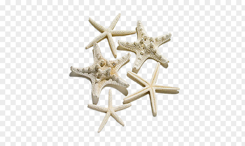 Starfish Pictures BMP File Format PNG