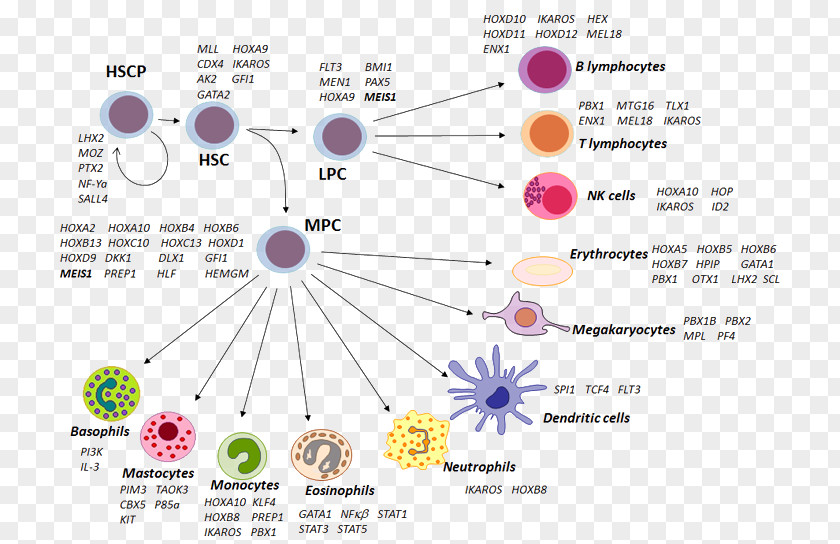 Stellate Hematopoietic Stem Cell Precursor Haematopoiesis PNG