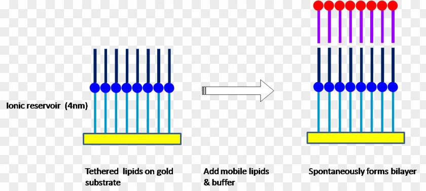 Biological Medicine Advertisement Model Lipid Bilayer Membrane PNG