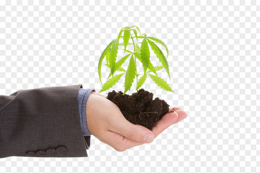 Holding Cannabis Plants Hemp Medical Stock Photography PNG