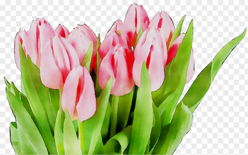 Holiday Calendar Date Tulip Professional PNG