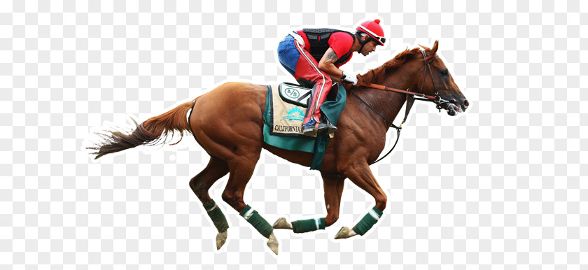 Horse Preakness Stakes Belmont Park The Kentucky Derby 2014 PNG
