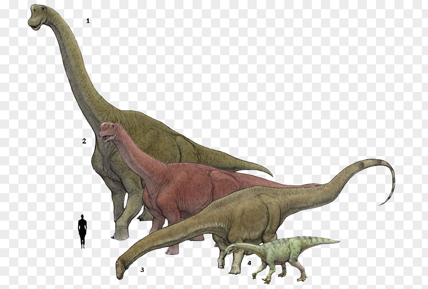 Pentaceratops Brachiosaurus Plateosaurus Camarasaurus Supersaurus Amphicoelias PNG