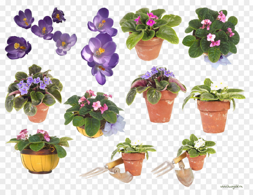 Violet Flowerpot Floral Design Clip Art PNG