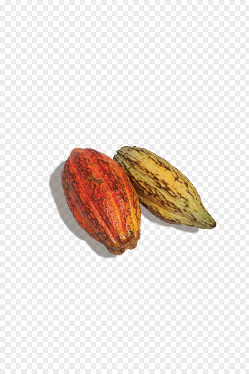Cocoa Bean Food Nut Flavan-3-ol CocoaVia PNG