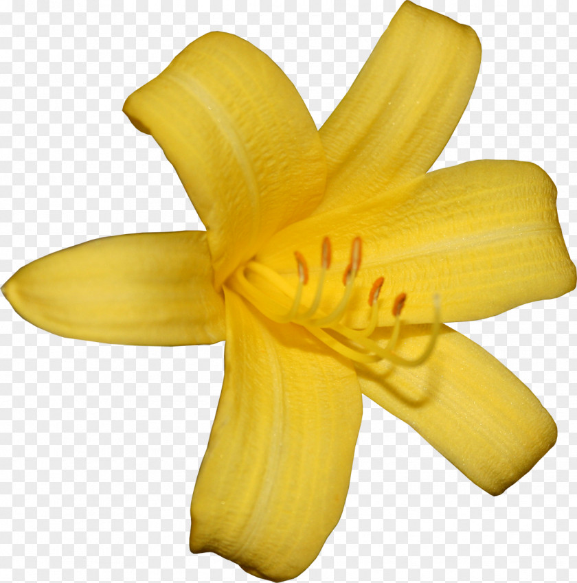 Crocus Flower Lilium Clip Art PNG
