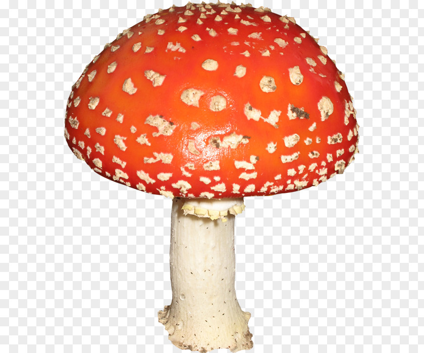 Mushroom Amanita Clip Art PNG