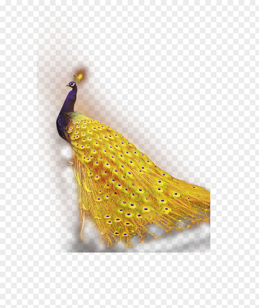 Peacock Peafowl Download Android Application Package PNG