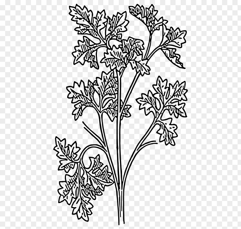 Plant Parsley Drawing Herb Clip Art PNG
