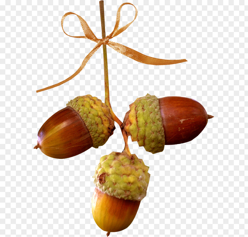 Acorn Oak Chestnut Autumn PNG