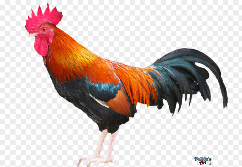Comb Rooster Chicken Phasianidae PNG