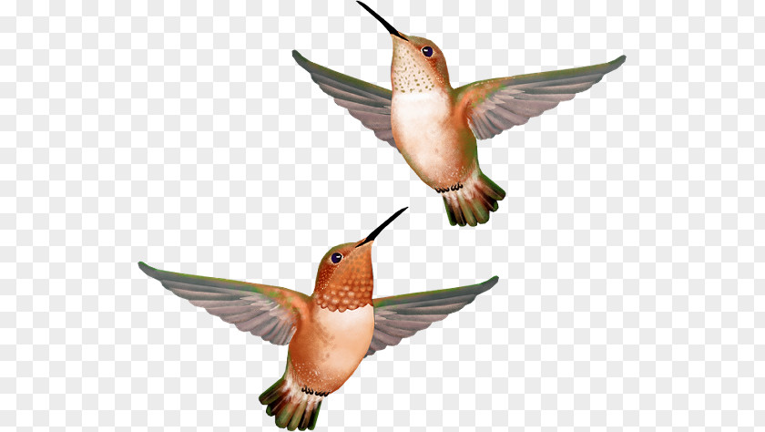 Flying Bird Hummingbird PNG
