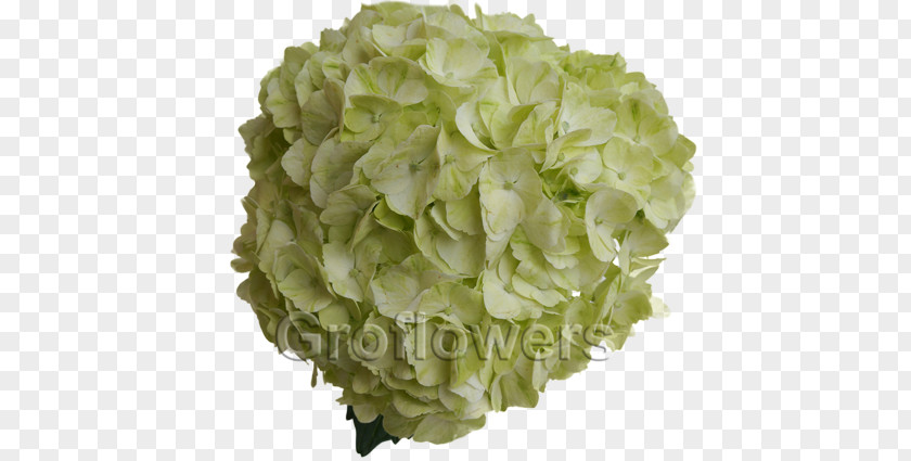 Green Hydrangea Cut Flowers Color PNG