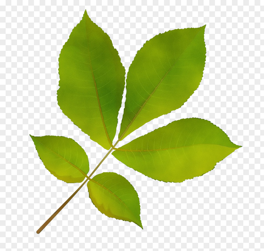 Leaf Plant Stem Science Biology PNG