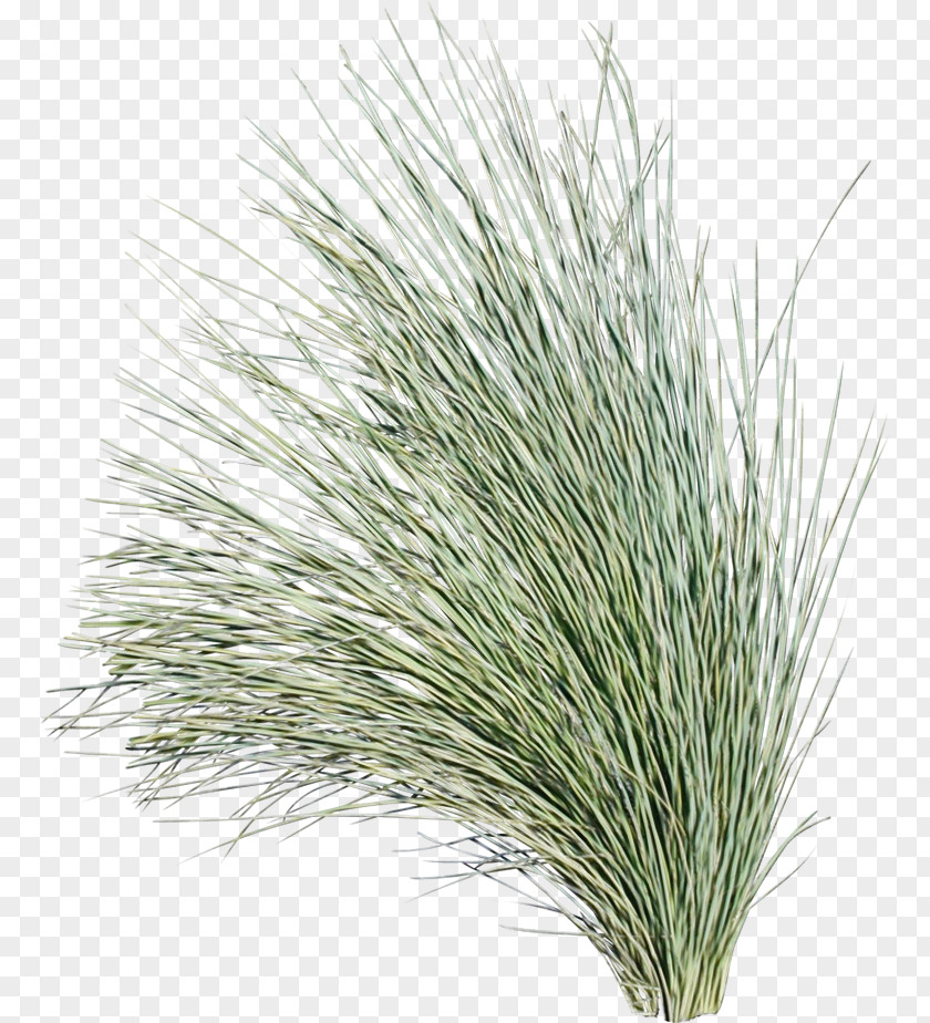 Commodity Grasses M-tree Tree PNG