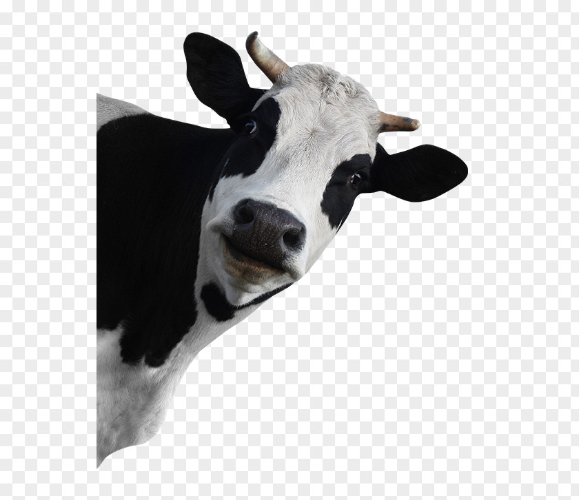 Funny Animals Holstein Friesian Cattle Stock Photography Dairy Grazing PNG