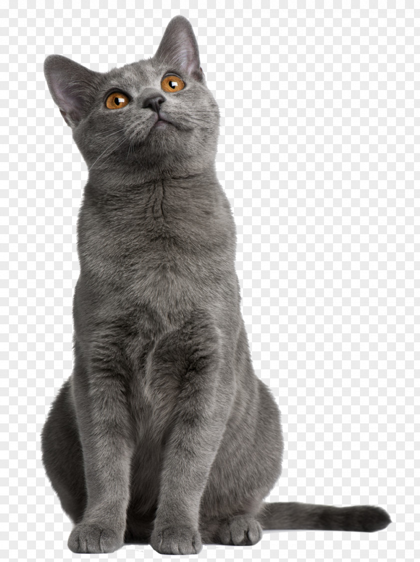 Kitten Cat Food Chartreux Persian Abyssinian Norwegian Forest PNG