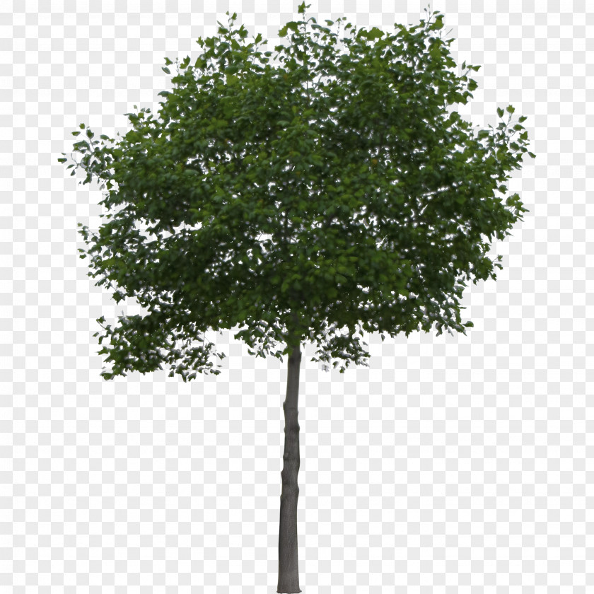 Orange Tree River Birch Populus Alba Paper PNG