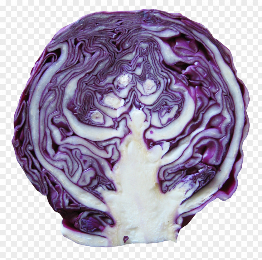 Red Cabbage Vegetable PNG