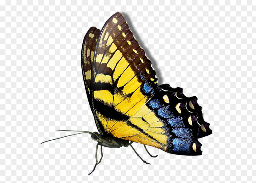 Butterfly Transparency And Translucency Clip Art PNG