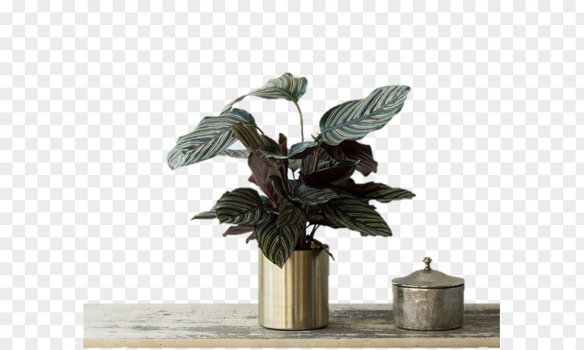 Calatheas Houseplant Plants Flowerpot Email PNG
