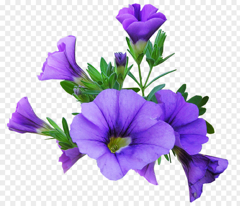Flower Petunia Image Graphics Desktop Wallpaper PNG