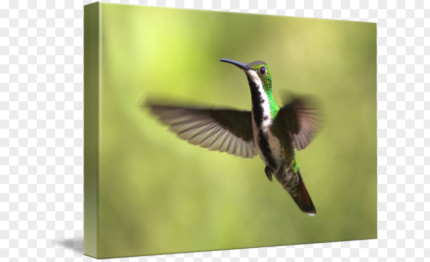 Hummingbird Fauna Pollinator Beak PNG