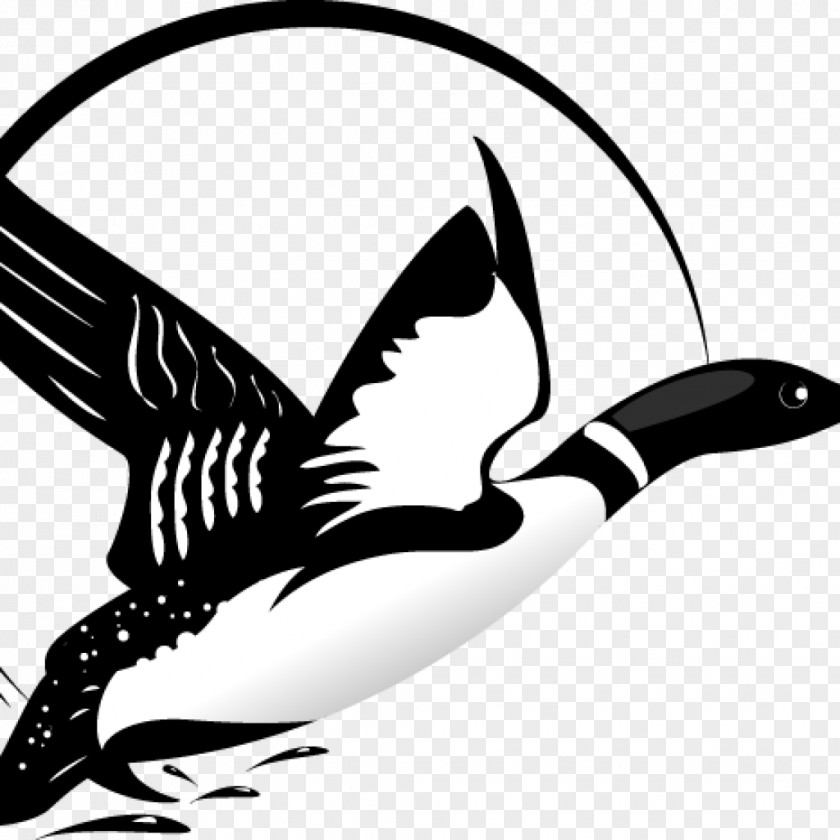Loon Silhouette Night Art Gallery Clip Drawing Vector Graphics Illustration PNG