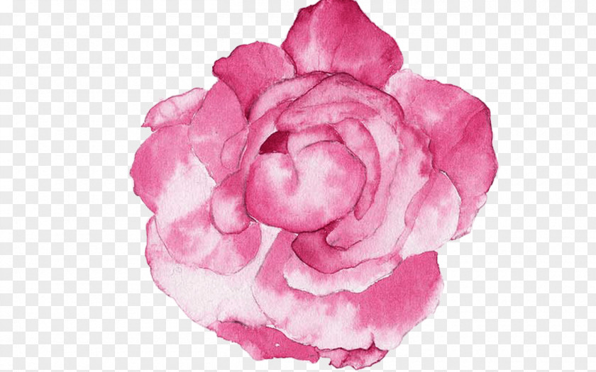 Peony Garden Roses Watercolour Flowers Watercolor Painting PNG