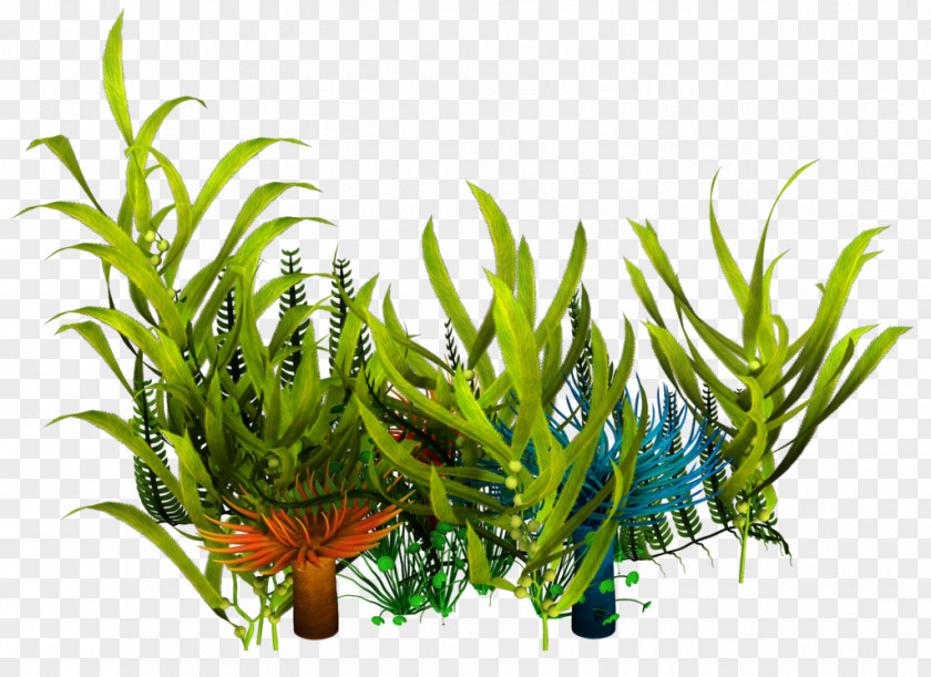 Reef Underwater Aquatic Plants Seaweed Clip Art PNG