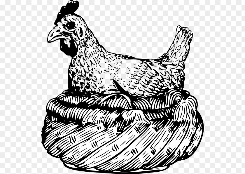 Bullfinch Chicken Drawing Clip Art PNG
