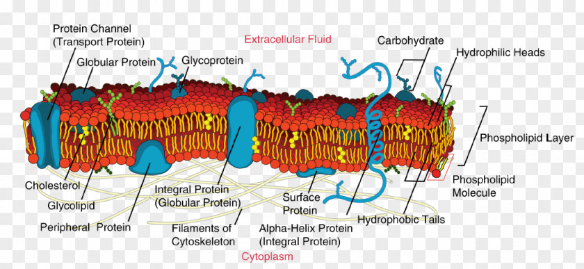 Cell Membrane Biological Fluid Mosaic Model Biology PNG