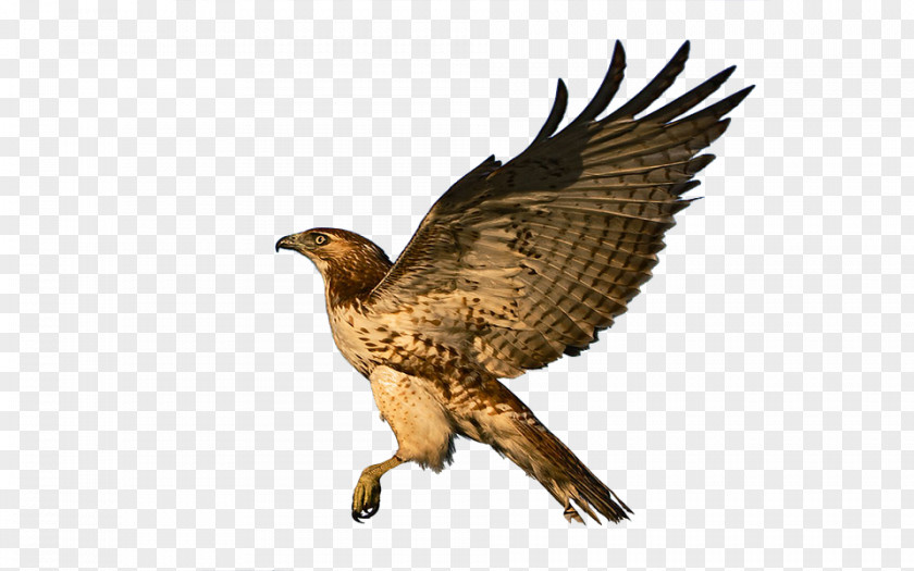 Eagle Bald Red-tailed Hawk Bird PNG