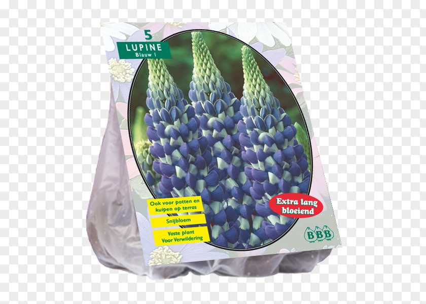 Tulip Powell's Swamp Lily Bulb Hyacinth Embryophyta PNG
