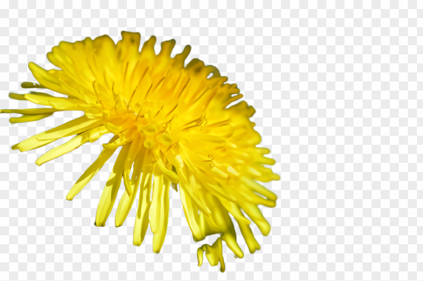 Daisy Family Coltsfoot Dandelion Yellow Flower Sow Thistles PNG