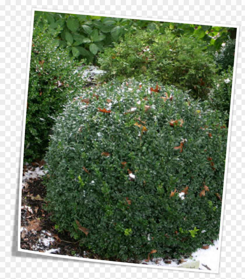 Oakleaf Hydrangea Vegetation Subshrub Evergreen Groundcover PNG