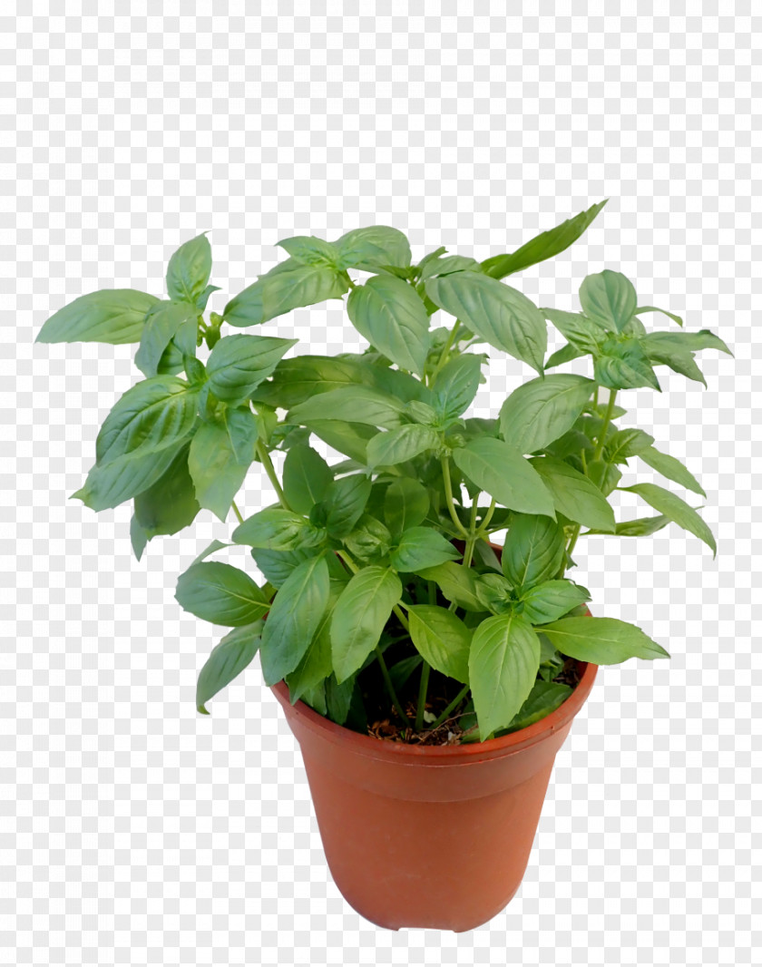 Ocimum Lemon Basil Flower Flowering Plant Flowerpot Herb PNG