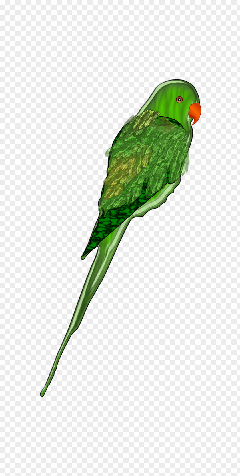 Parrot Bird Budgerigar Parakeet Clip Art PNG