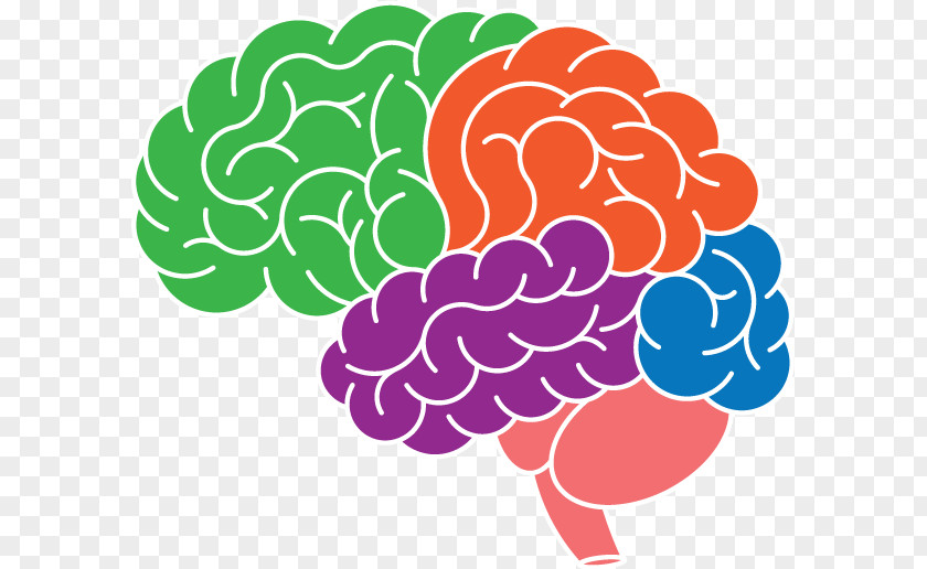 Placebo Effect Brain Clip Art Mon Cerveau Superstar: Le Seul Organe Irremplaçable Neuroplasticity Image PNG