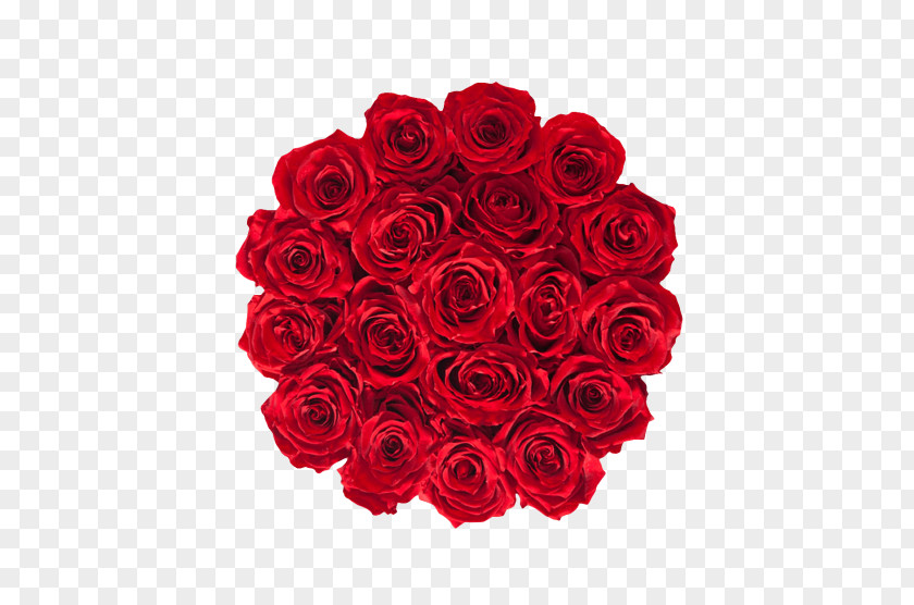 Royal Red Garden Roses Cut Flowers PNG